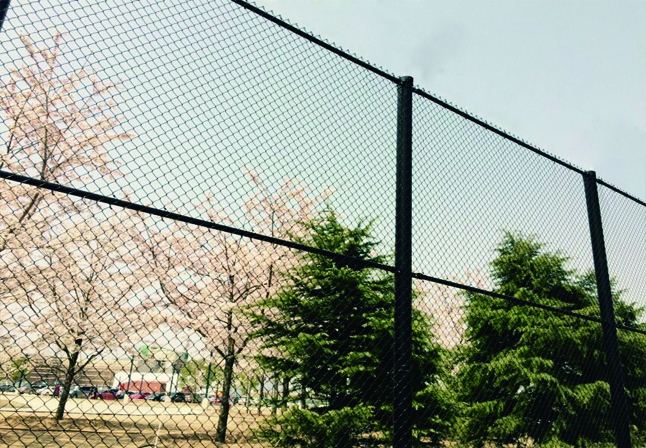 球场网